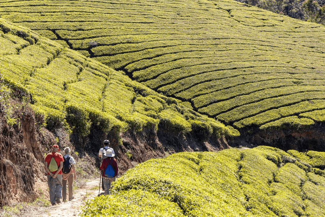 inz _ jan kortenhorst _ munnar theeplantages 2.png